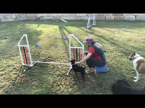 Jumpskill 3 Collection Jumping