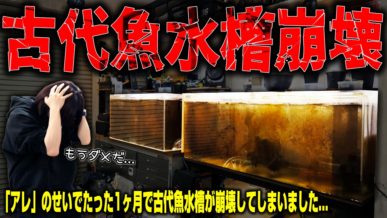 【飼育崩壊】たった1ヶ月で古代魚水槽が大変なことになってしまいました
