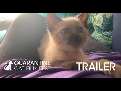 Quarantine Cat Film Festival