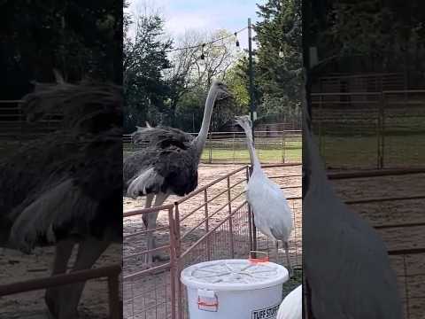 Kevin Tried To Fight An Ostrich