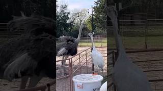 Download lagu Kevin Tried To Fight An Ostrich mp3 Download lagu Kevin Tried To Fight An Ostrich mp3