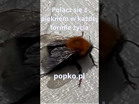 [Encyklopedia Wiedzy Duchowej] Połącz się z pięknem w każdej formie życia. popko.pl #popko #motywacja #rozwojduchowy #rozwoj