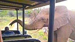 Смотреть онлайн Дикий слон решил поздороваться с туристами