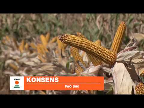 KWS hibridi kukuruza FAO 500 i FAO 600 - U nasem ataru 730