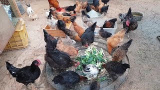 청계닭 토종닭(chicken)이 사료와 풀을 먹는데 어미닭이 어린병아리 못먹게 괴롭힙니다.