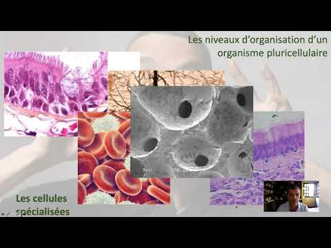 Les niveaux d'organisation des pluricellulaires