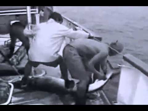 Lewis Parker - SHARK