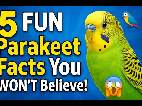 &ldquo;5 FUN Parakeet Facts You WON&rsquo;T Believe! &rdquo;