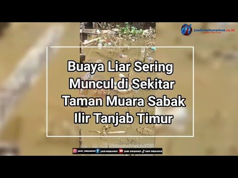 Buaya Liar Sering Muncul di Sekitar Taman Muara Sabak Ilir