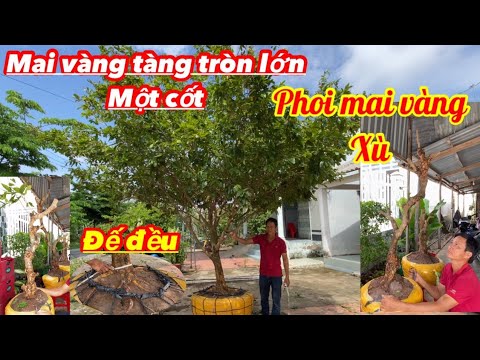 🔴A Phong:0946440600 giao lưu mai vàng xù và mai tàng tròn lớn một cốt đế đều bong đẹp ngày 5/5/2022