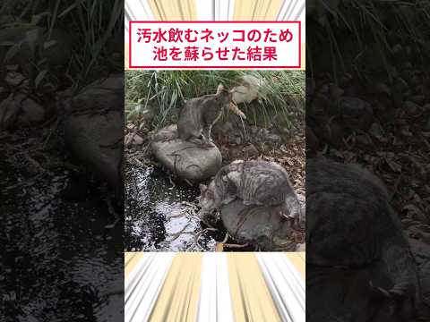 ドブ水飲むネッコのため池を蘇らせた結果 #2ch動物スレ #猫動画 #猫のいる暮らし