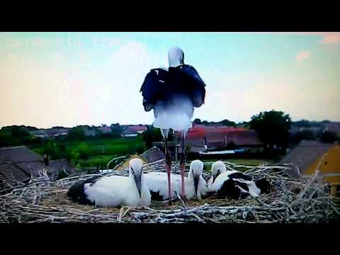 Cărpiniș 30.06.2015 - Exercițiu de zbor