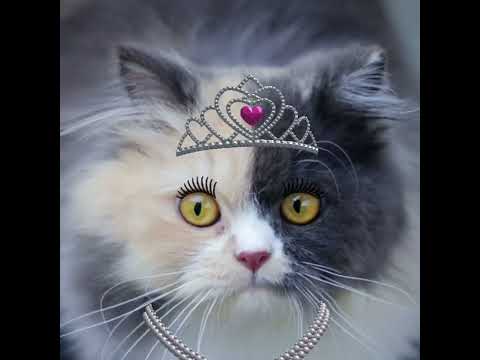 Rumors, Tips, & News