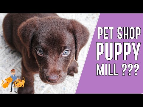 Should You Buy a Puppy from a Petshop?
