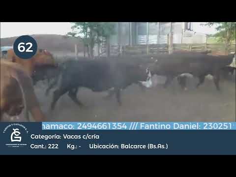 Lote Vaca Con cría - Balcarce Bs As
