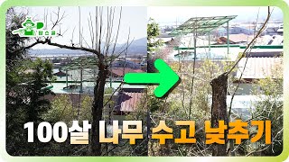 100년된 감나무 고목 수고 낮추기 ㅣ 감나무 정지전정 ㅣ 아상처리 ㅣ고목 수고 낮추는 방법