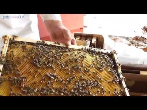 Performantele Biostupului in practica - lucrari la stupina - 19 Iulie 2013 video apicultura