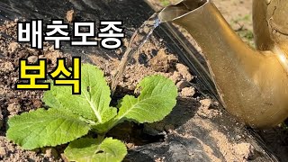 배추모종 죽으면 새로 심는것을 보식 이라고 합니다