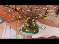 zelkova（keyaki） is a bonsai for beginners a japanese zelkova becomes a bonsai bonsai zelkova