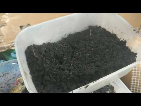 A look inside the wormery (18-09-17)