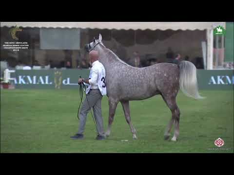 N 335 MUHAJER ALMUAWD   KAAHC 2019   Stallions 4 6 Years Old Class 10B
