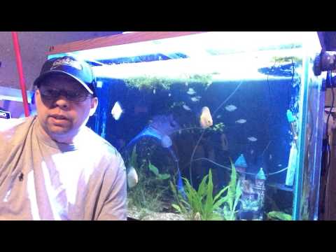 Shawn's 150 gallon planted, discus fish part 2