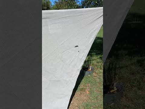 Silly Salamander #Salamanders #amphibians #garden lizards