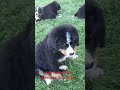 Bernese Mountain Dog dogs for sale: Tulip - Video 1