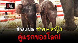 ช้างแฝด ชาย - หญิง คู่แรกของโลก! | อีจัน EJAN ช้างแฝด ชาย - หญิง คู่แรกของโลก! | อีจัน EJAN