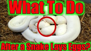 WHAT TO DO AFTER YOUR SNAKE LAYS EGGS? (STEP BY STEP) SerpentSityExotics