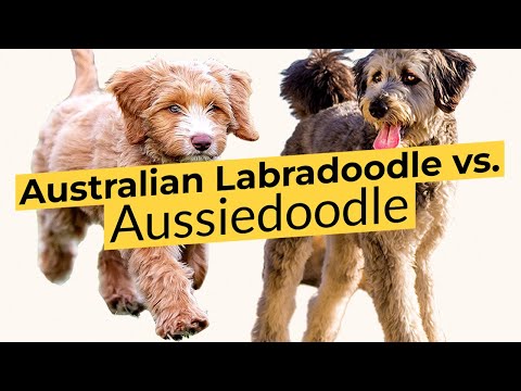 オーストラリアン ラブラドゥードル vs. オージードゥードル 🔴 2023 🔴