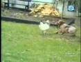 Planets Funniest Animal