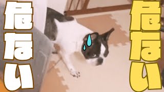 家で迷子になるとこだった🐶💦