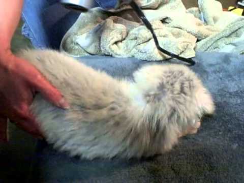 Carolina Pyr Rescue