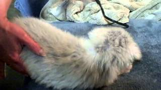 Puppy Spa at Carolina Pyr Rescue