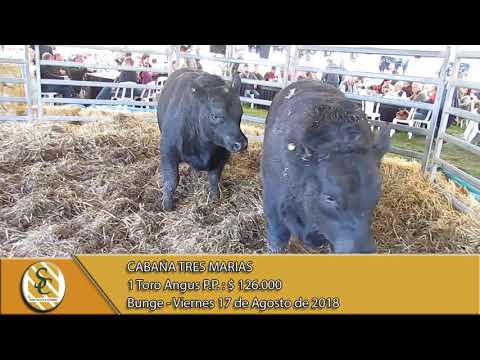 17-08-18 Venta de Toros Angus P.P. - Cabaña Tres Marias - Bunge.