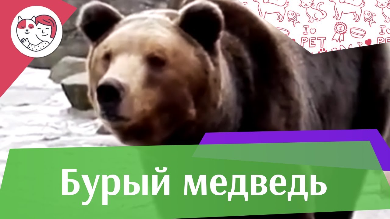 Бурый медведь образ жизни на ilikepet