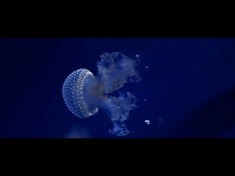 RATFISH - JELLYFISH  [ Director's Cut ]