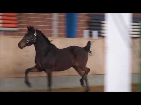 3j. Valido's Highlight