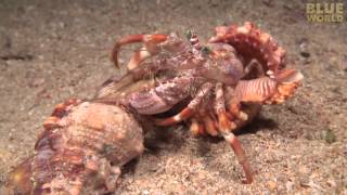 Incredible footage of hermit crab changing shells with anemones! Incredible footage of hermit crab changing shells with anemones!