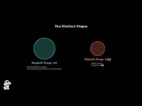 Charophyta – Characteristics, Occurrence, Morphology, Cell Structure, Life-cycle - Video