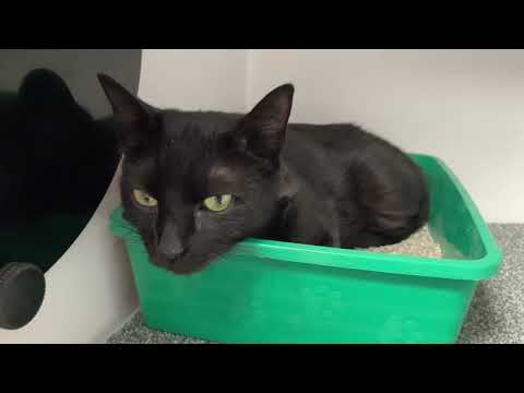 Alexa Sweet Girl, an adopted Domestic Short Hair in Clifton, NJ_image-1