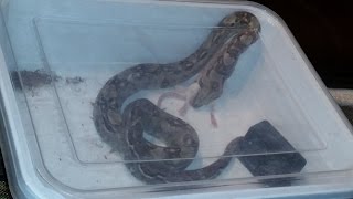 preview picture of video 'First  kill King Boa Bastard'