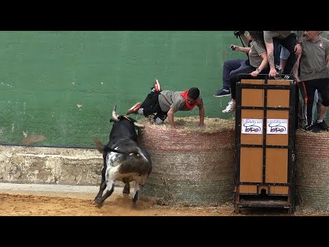 Villafáfila Toro de San Isidro 2024