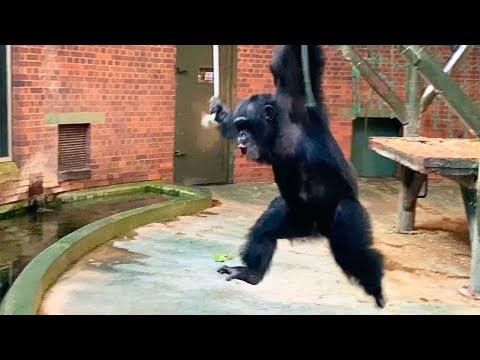 Big Chimpanzee Window Attack!