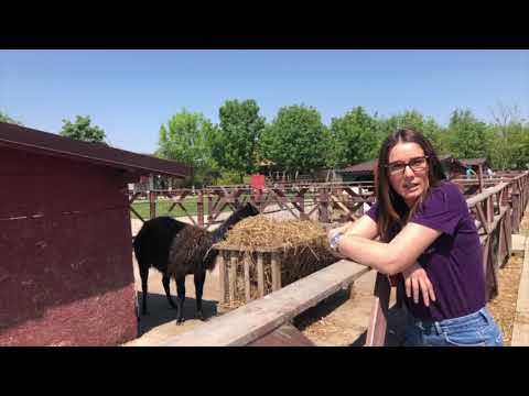 Despre animalele fermei: episodul 1 - Lama | Ferma Animalelor