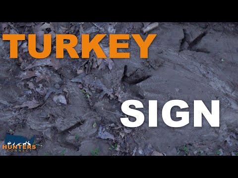 image-What do turkey poop look like?