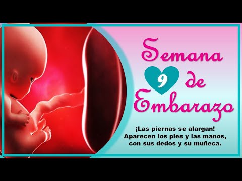 ❤️ WEEK 9 OF PREGNANCY🤰 ❤️ ⏩ PREGNANCY WEEK BY WEEK ⏩ Baby's Development and Evolution 👶🏻