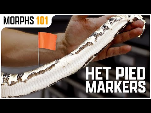 Het Piebald Ball Python