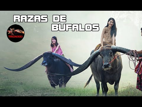 , title : 'HIBRIDO DE BUFALO Y VACA - Razas de búfalos en el mundo'